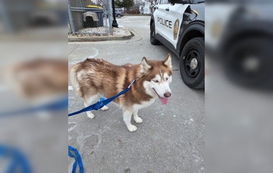 Noblesville Police Find and Reunite Escaped Animal with Owners, Embracing Community Humor