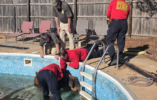 Norman Emergency Services Rescue Confused Pig from Pool in Unexpected Animal Welfare Operation
