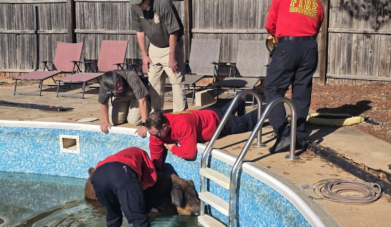 Norman Emergency Services Rescue Confused Pig from Pool in Unexpected Animal Welfare Operation