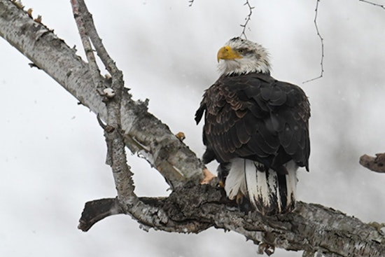 Ohio Celebrates Soaring Bald Eagle Population: 715 Spotted in Midwinter Survey