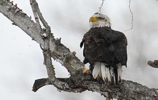 Ohio Celebrates Soaring Bald Eagle Population: 715 Spotted in Midwinter Survey
