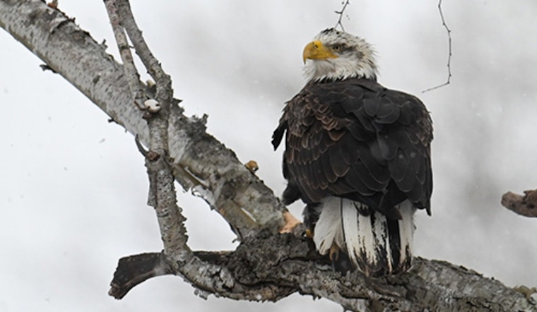 Ohio Celebrates Soaring Bald Eagle Population: 715 Spotted in Midwinter Survey