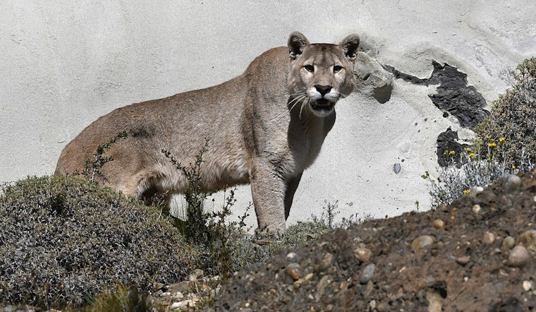 Oregon City on Alert as Cougar Sightings Near Singer Creek Park Increase