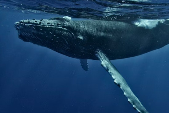 Oregon Hauls In Crab Gear Early to Spare Humpbacks