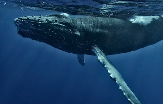 Oregon Hauls In Crab Gear Early to Spare Humpbacks