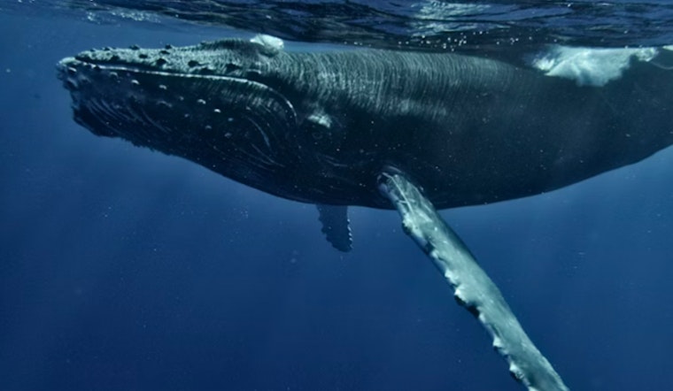 Oregon Hauls In Crab Gear Early to Spare Humpbacks