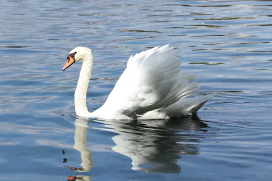 Orlando Battles Rising Avian Flu Death Toll as Local Calls for Swan Protection Intensify