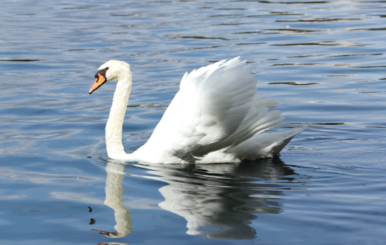 Orlando Battles Rising Avian Flu Death Toll as Local Calls for Swan Protection Intensify
