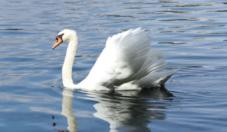 Orlando Battles Rising Avian Flu Death Toll as Local Calls for Swan Protection Intensify