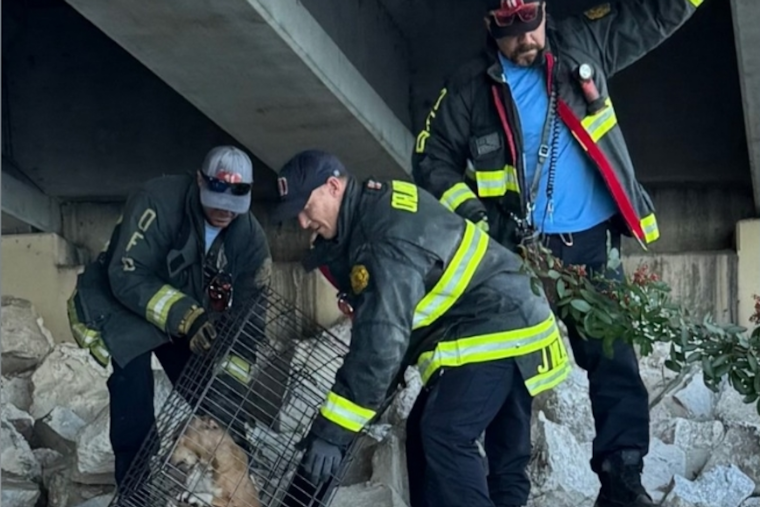 Orlando Fire Department Successfully Rescues Dog Trapped Under SR-408 Overpass