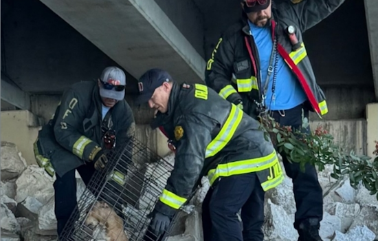 Orlando Fire Department Successfully Rescues Dog Trapped Under SR-408 Overpass