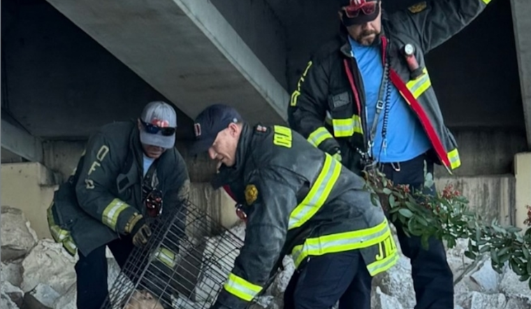 Orlando Fire Department Successfully Rescues Dog Trapped Under SR-408 Overpass