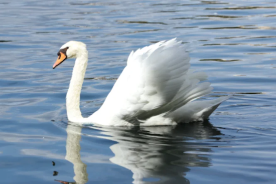 Orlando on Alert as Avian Flu Strikes Local Bird Populations, Petition Calls for Improved Habitat Conditions