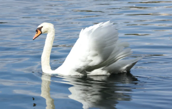 Orlando on Alert as Avian Flu Strikes Local Bird Populations, Petition Calls for Improved Habitat Conditions