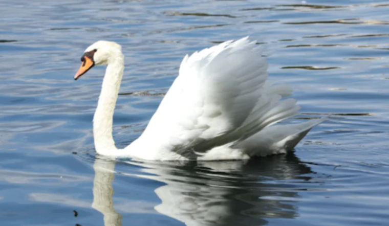 Orlando on Alert as Avian Flu Strikes Local Bird Populations, Petition Calls for Improved Habitat Conditions