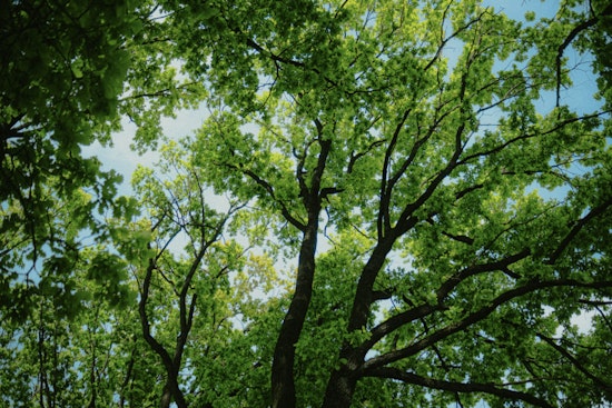 Outcry as City Approves Felling of Historic 240-Year-Old Live Oak Amidst Development Plans