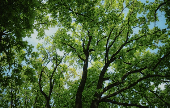 Outcry as City Approves Felling of Historic 240-Year-Old Live Oak Amidst Development Plans