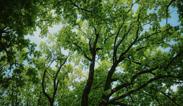 Outcry as City Approves Felling of Historic 240-Year-Old Live Oak