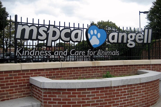 Over 150 Animals Rescued from Inadequate Conditions on Hadley Property by MSPCA-Angell and Local Police