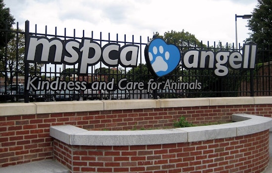 Over 150 Animals Rescued from Inadequate Conditions on Hadley Property by MSPCA-Angell and Local Police