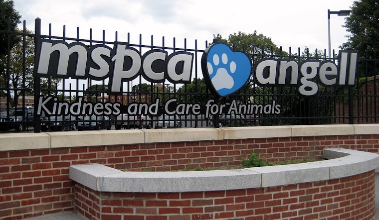 Over 150 Animals Rescued from Inadequate Conditions on Hadley Property by MSPCA-Angell and Local Police