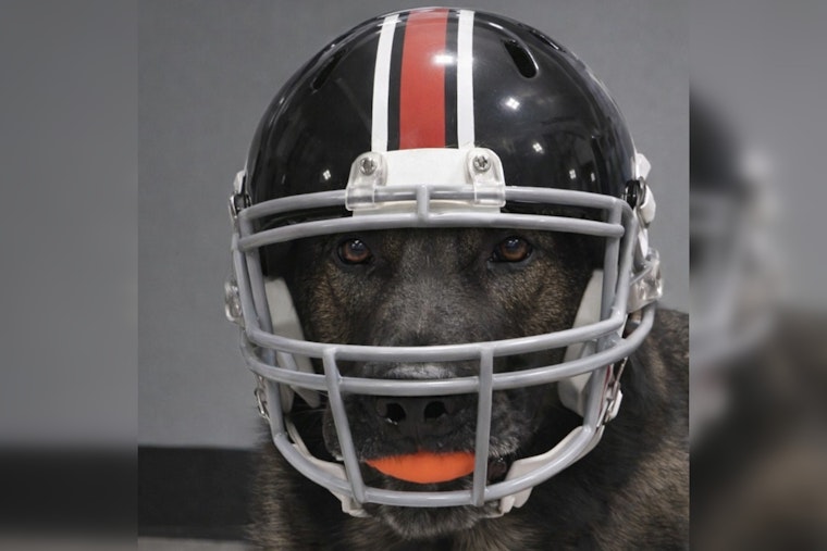 Ozaukee County K9 Officer Shows Packers Pride in Game Day Gear