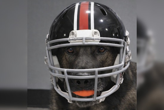 Ozaukee County K9 Officer Shows Packers Pride in Game Day Gear