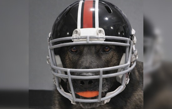 Ozaukee County K9 Officer Shows Packers Pride in Game Day Gear