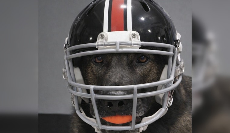 Ozaukee County K9 Officer Shows Packers Pride in Game Day Gear