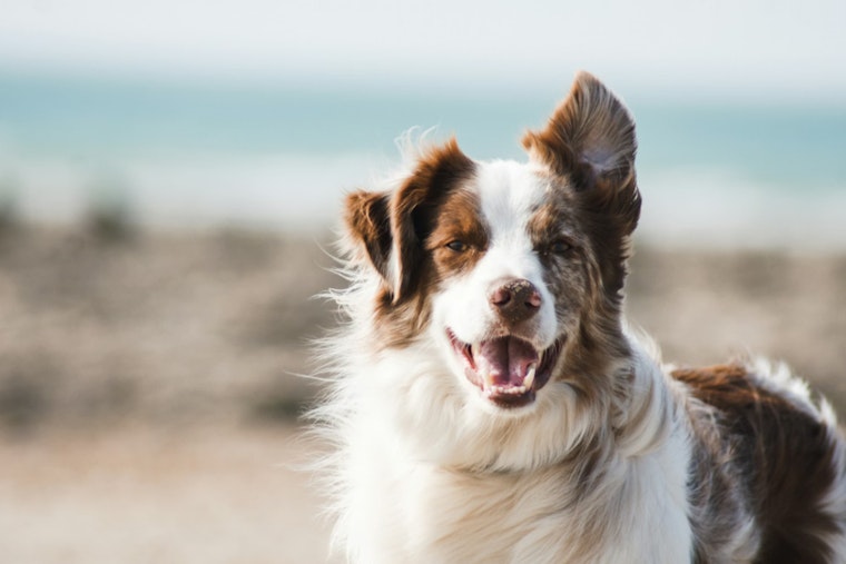 Phoenix Pup Parvo Surge Blamed on Anti-Vax Spillover