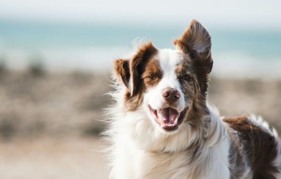 Phoenix Pup Parvo Surge Blamed on Anti-Vax Spillover