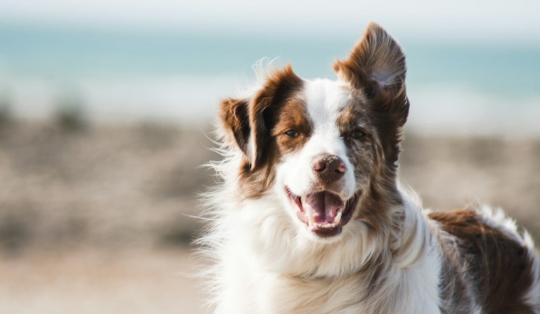 Phoenix Pup Parvo Surge Blamed on Anti-Vax Spillover