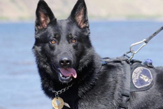Pierce County Forks Over $100,000 To End K-9 Mauling Fight