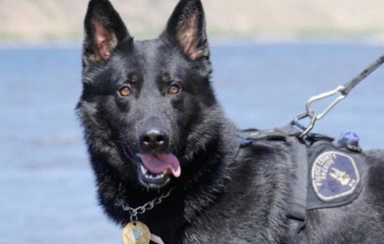 Pierce County Forks Over $100,000 To End K-9 Mauling Fight
