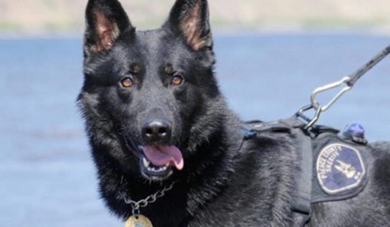 Pierce County Forks Over $100,000 To End K-9 Mauling Fight