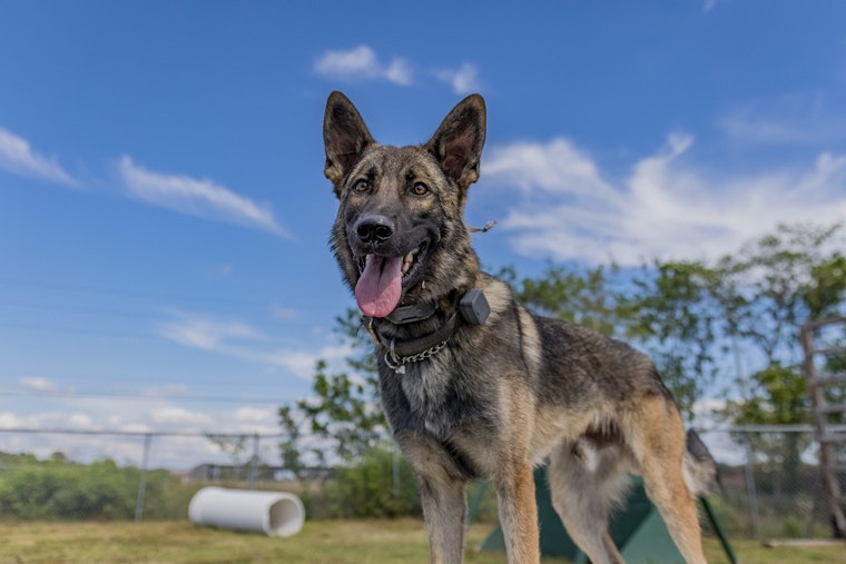 Pinellas County Sheriff's Office Celebrates Retirement of Heroic K-9 Eddie and Handler's Promotion