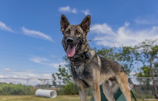 Pinellas County Sheriff's Office Celebrates Retirement of Heroic K-9 Eddie and Handler's Promotion