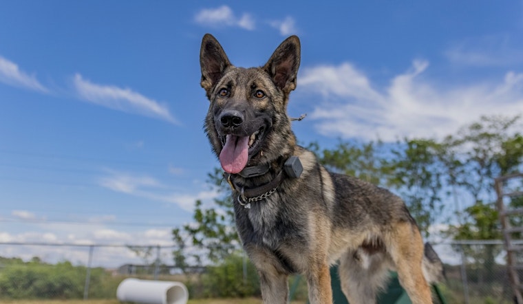 Pinellas County Sheriff's Office Celebrates Retirement of Heroic K-9 Eddie and Handler's Promotion
