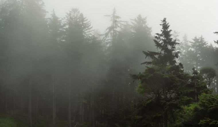 Portland Basks In Spring Tease Before Sunday Soaker Rolls In