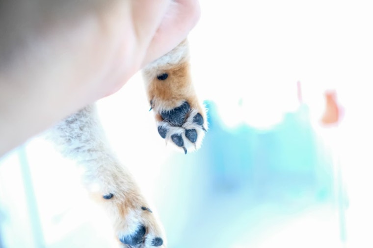 Portland Pup Cheats Death After Marathon Brain Surgery
