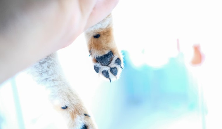 Portland Pup Cheats Death After Marathon Brain Surgery