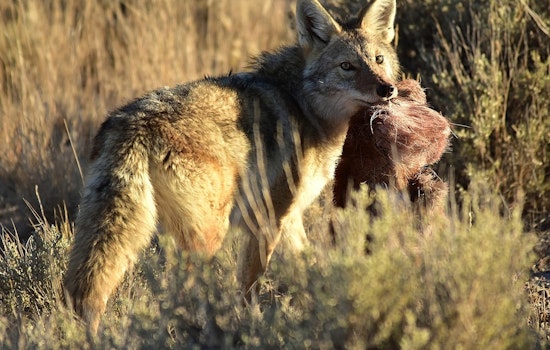 Rabid Coyote Linked to Multiple Attacks in Buford, Gwinnett County Residents and Pets Injured