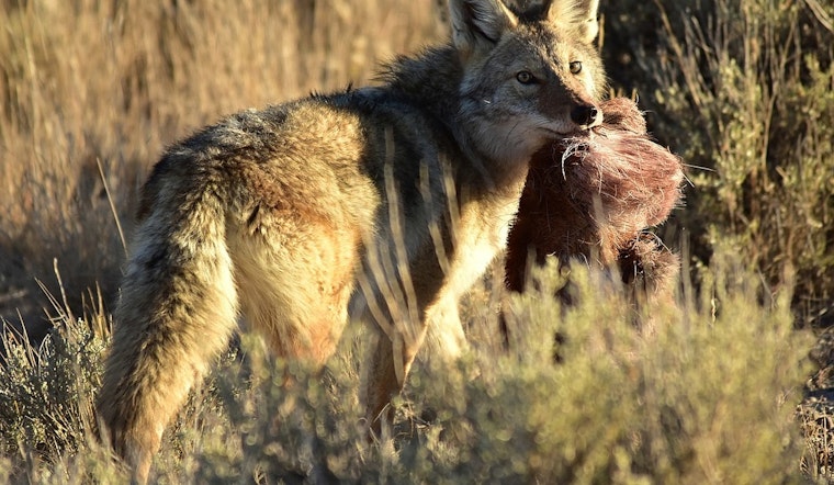 Rabid Coyote Linked to Multiple Attacks in Buford, Gwinnett County Residents and Pets Injured