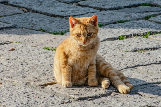 Rabies Alert Issued for St. Cloud, Osceola County After Cat Tests Positive