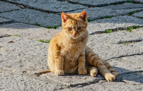 Rabies Alert Issued for St. Cloud, Osceola County After Cat Tests Positive