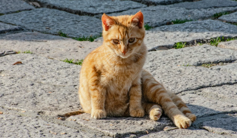 Rabies Alert Issued for St. Cloud, Osceola County After Cat Tests Positive