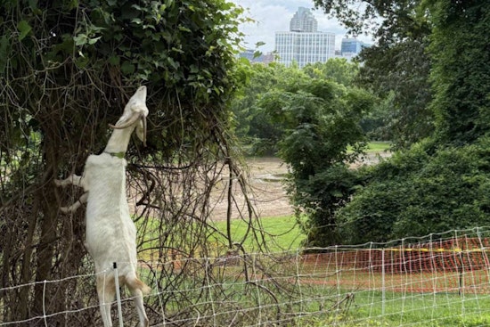 Raleigh Parks Invests $500K to Reclaim 90 Acres from Invasive Species, Enhances Local Greenways and Wildlife Habitats