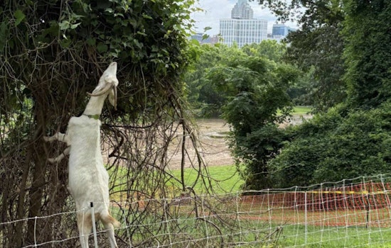 Raleigh Parks Invests $500K to Reclaim 90 Acres from Invasive Species, Enhances Local Greenways and Wildlife Habitats