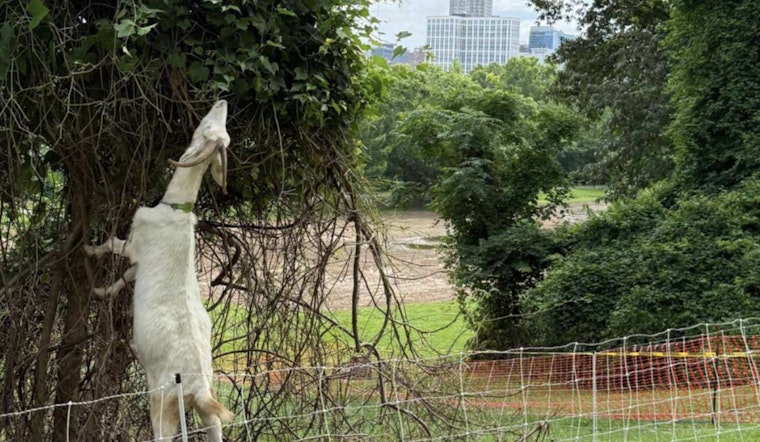 Raleigh Parks Invests $500K to Reclaim 90 Acres from Invasive Species, Enhances Local Greenways and Wildlife Habitats