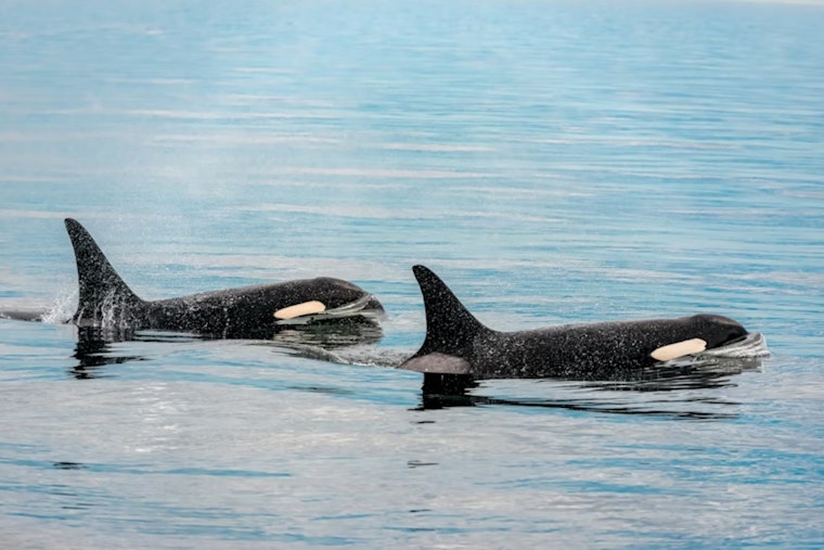 Rare Orca Pod Crashes San Diego Coast, Scripps Snaps The Shots